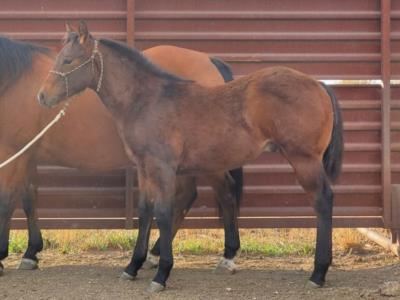 Paddys Gin Pistol JW <BR> AQHA 6096616